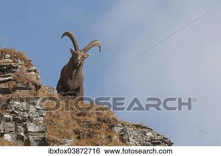 "Alpine Ibex (Capra ibex) standing on a mountain slope, Tyrol, Austria, Europe" View Large Photo Image Stock Photograph - "Alpine Ibex (Capra ibex) standing on a mountain slope, Tyrol, Austria, Europe". Fotosearch