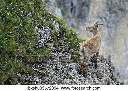 "Alpine Ibex (Capra ibex) standing on steep terrain, Bernese Oberland, Canton of Bern, Switzerland, Europe" View Large Photo Image Picture - "Alpine Ibex (Capra ibex) standing on steep terrain, Bernese Oberland, Canton of Bern, Switzerland, Europe". Fotosearch