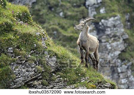 "Alpine Ibex (Capra ibex) standing on steep terrain, Bernese Oberland, Canton of Bern, Switzerland, Europe" View Large Photo Image Stock Image - "Alpine Ibex (Capra ibex) standing on steep terrain, Bernese Oberland, Canton of Bern, Switzerland, Europe". Fotosearch