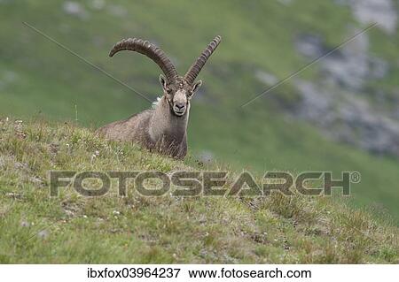 "Alpine ibex (Capra ibex) standing on an alpine meadow, High Tauern National Park, Carinthia, Austria, Europe" View Large Photo Image Stock Photo - "Alpine ibex (Capra ibex) standing on an alpine meadow, High Tauern National Park, Carinthia, Austria, Europe". Fotosearch