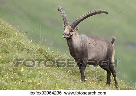 "Alpine ibex (Capra ibex) standing on an alpine meadow, High Tauern National Park, Carinthia, Austria, Europe" View Large Photo Image Stock Photograph - "Alpine ibex (Capra ibex) standing on an alpine meadow, High Tauern National Park, Carinthia, Austria, Europe". Fotosearch