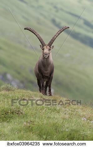 "Alpine ibex (Capra ibex) standing on an alpine meadow, High Tauern National Park, Carinthia, Austria, Europe" View Large Photo Image Stock Photography - "Alpine ibex (Capra ibex) standing on an alpine meadow, High Tauern National Park, Carinthia, Austria, Europe". Fotosearch
