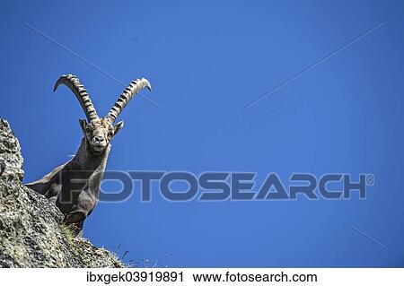 "Alpine Ibex (Capra ibex), Stelvio National Park, Italy, Europe" View Large Photo Image Stock Image - "Alpine Ibex (Capra ibex), Stelvio National Park, Italy, Europe". Fotosearch