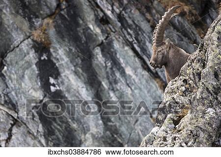 "Alpine Ibex (Capra ibex), Stubai Valley, Tyrol, Austria, Europe" View Large Photo Image Stock Photograph - "Alpine Ibex (Capra ibex), Stubai Valley, Tyrol, Austria, Europe". Fotosearch