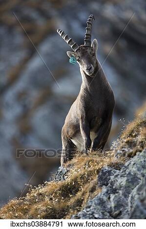 "Alpine Ibex (Capra ibex), tagged animal, Oberbergtal Valley, Stubai Valley, Tyrol, Austria, Europe" View Large Photo Image Stock Image - "Alpine Ibex (Capra ibex), tagged animal, Oberbergtal Valley, Stubai Valley, Tyrol, Austria, Europe". Fotosearch