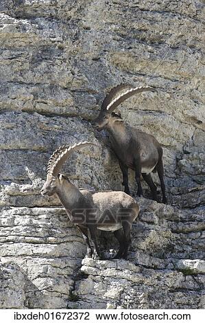 "Alpine ibex (Capra ibex), Toggenburg, Canton St. Gallen, Switzerland, Europe" View Large Photo Image Stock Image - "Alpine ibex (Capra ibex), Toggenburg, Canton St. Gallen, Switzerland, Europe". Fotosearch