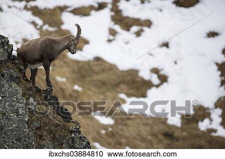 "Alpine Ibex (Capra ibex), young male in autumn, Oberbergtal Valley, Stubai Valley, Tyrol, Austria, Europe" View Large Photo Image Stock Image - "Alpine Ibex (Capra ibex), young male in autumn, Oberbergtal Valley, Stubai Valley, Tyrol, Austria, Europe". Fotosearch