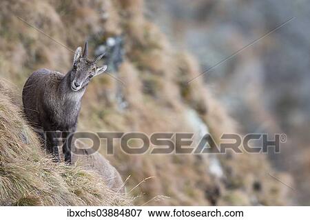 "Alpine Ibex (Capra ibex), young, Oberbergtal Valley, Stubai Valley, Tyrol, Austria, Europe" View Large Photo Image Stock Photo - "Alpine Ibex (Capra ibex), young, Oberbergtal Valley, Stubai Valley, Tyrol, Austria, Europe". Fotosearch