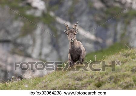 "Alpine ibex (Capra ibex), young standing on an alpine meadow, High Tauern National Park, Carinthia, Austria, Europe" View Large Photo Image Stock Photo - "Alpine ibex (Capra ibex), young standing on an alpine meadow, High Tauern National Park, Carinthia, Austria, Europe". Fotosearch