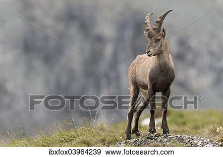 Stock Photo - "Alpine ibex (Capra ibex), young standing on an alpine meadow, High Tauern National Park, Carinthia, Austria, Europe". Fotosearch