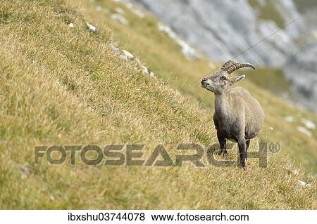 "Alpine Ibex or Steinbock (Capra ibex), Canton of Lucerne, Switzerland, Europe" View Large Photo Image Stock Photo - "Alpine Ibex or Steinbock (Capra ibex), Canton of Lucerne, Switzerland, Europe". Fotosearch