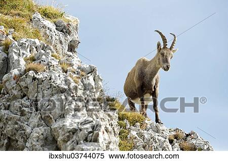 "Alpine Ibex or Steinbock (Capra ibex) standing on a ledge, Canton of Lucerne, Switzerland, Europe" View Large Photo Image Stock Photography - "Alpine Ibex or Steinbock (Capra ibex) standing on a ledge, Canton of Lucerne, Switzerland, Europe". Fotosearch