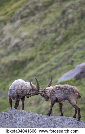 "Alpine ibexes (Capra ibex) in a duel, High Tauern National Park, Austria, Europe" View Large Photo Image Stock Photograph - "Alpine ibexes (Capra ibex) in a duel, High Tauern National Park, Austria, Europe". Fotosearch