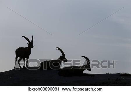 "Alpine Ibexes (Capra ibex), Lech Valley Alps, Tyrol, Austria, Europe" View Large Photo Image Stock Image - "Alpine Ibexes (Capra ibex), Lech Valley Alps, Tyrol, Austria, Europe". Fotosearch