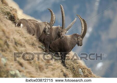 "Alpine Ibexes (Capra ibex) standing on a mountain slope, Tyrol, Austria, Europe" View Large Photo Image Stock Photography - "Alpine Ibexes (Capra ibex) standing on a mountain slope, Tyrol, Austria, Europe". Fotosearch