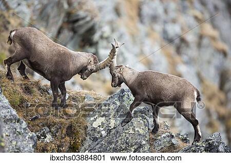 Stock Image - "Alpine Ibexes (Capra ibex), Oberbergtal Valley, Stubai Valley, Tyrol, Austria, Europe". Fotosearch
