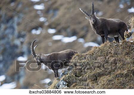 Stock Photograph - "Alpine Ibexes (Capra ibex), Oberbergtal Valley, Stubai Valley, Tyrol, Austria, Europe". Fotosearch