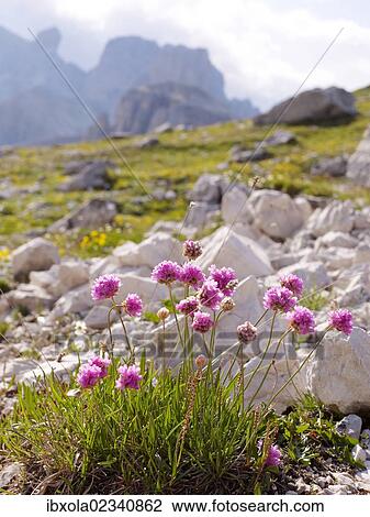 "Alpine knapweed, centaury, centory, starthistle or centaurea (Centaurea alpestris), Dolomiti di Sesto National Park, Sexten Dolomites, Hochpustertal, High Puster Valley, South Tyrol, Italy, Europe" View Large Photo Image Stock Image - "Alpine knapweed, centaury, centory, starthistle or centaurea (Centaurea alpestris), Dolomiti di Sesto National Park, Sexten Dolomites, Hochpustertal, High Puster Valley, South Tyrol, Italy, Europe". Fotosearch