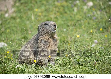 Stock Photo - "Alpine Marmot (Marmota marmota) in a meadow, Dachstein, Bachlalm, Styria, Austria, Europe". Fotosearch