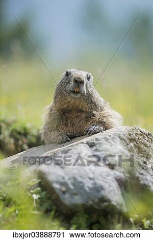 "Alpine Marmot (Marmota marmota) on a rock, Dachstein Range, Styria, Austria, Europe" View Large Photo Image Stock Image - "Alpine Marmot (Marmota marmota) on a rock, Dachstein Range, Styria, Austria, Europe". Fotosearch