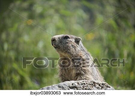 "Alpine Marmot (Marmota marmota) on a stone, Dachstein, Bachlalm, Styria, Austria, Europe" View Large Photo Image Stock Image - "Alpine Marmot (Marmota marmota) on a stone, Dachstein, Bachlalm, Styria, Austria, Europe". Fotosearch