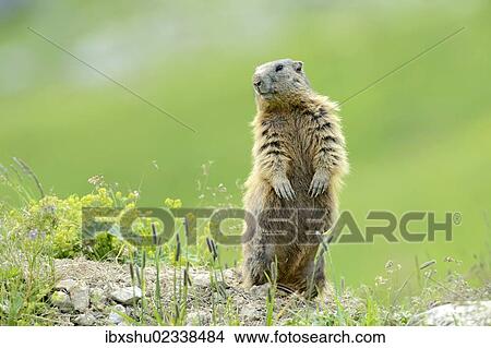 Picture - "Alpine Marmot (Marmota marmota), standing on its hind legs and observing its surroundings, Grisons, Switzerland, Europe". Fotosearch