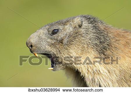 "Alpine Marmot (Marmota marmota), whistling warning call, Grossglockner, Hohe Tauern National Park, Tyrol, Austria, Europe" View Large Photo Image Picture - "Alpine Marmot (Marmota marmota), whistling warning call, Grossglockner, Hohe Tauern National Park, Tyrol, Austria, Europe". Fotosearch