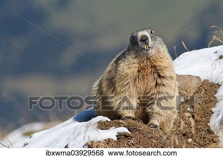 "Alpine Marmot (Marmota marmota), snow patches, Bavaria, Germany, Europe" View Large Photo Image Stock Photo - "Alpine Marmot (Marmota marmota), snow patches, Bavaria, Germany, Europe". Fotosearch