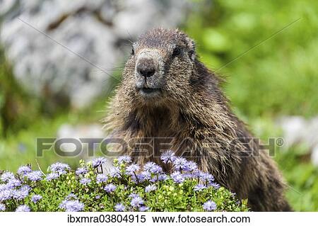 "Alpine Marmot (Marmota marmota), State Land Salzburg, Austria, Europe" View Large Photo Image Stock Photography - "Alpine Marmot (Marmota marmota), State Land Salzburg, Austria, Europe". Fotosearch