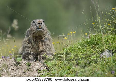 "Alpine Marmot (Marmota marmota) looking out of its burrow, Dachstein Range, Styria, Austria, Europe" View Large Photo Image Stock Image - "Alpine Marmot (Marmota marmota) looking out of its burrow, Dachstein Range, Styria, Austria, Europe". Fotosearch