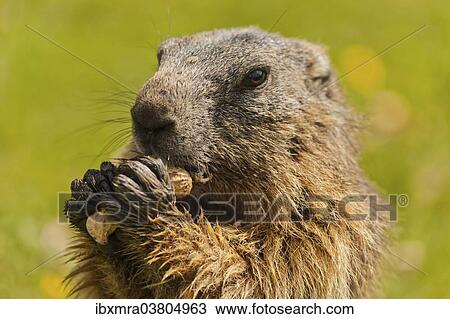 "Alpine Marmot (Marmota marmota) feeding on a peanut, State Land Salzburg, Austria, Europe" View Large Photo Image Stock Image - "Alpine Marmot (Marmota marmota) feeding on a peanut, State Land Salzburg, Austria, Europe". Fotosearch
