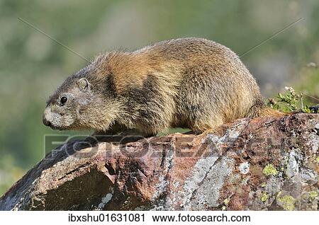 Stock Image - Alpine marmot (Marmota marmota). Fotosearch