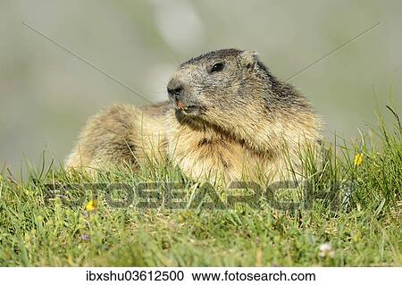 Stock Image - "Alpine Marmot (Marmota marmota), Grossglockner, Hohe Tauern National Park, Tyrol, Austria, Europe". Fotosearch