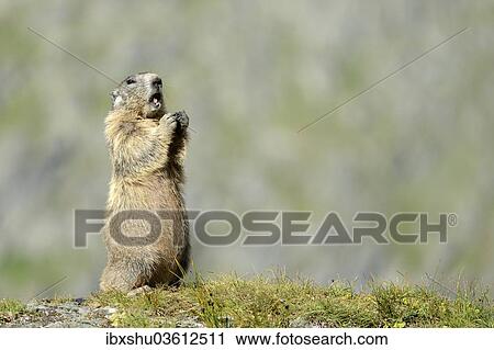 Stock Image - "Alpine Marmot (Marmota marmota), Grossglockner, Hohe Tauern National Park, Tyrol, Austria, Europe". Fotosearch