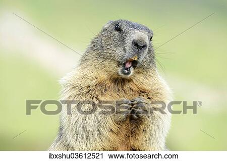 Stock Image - "Alpine Marmot (Marmota marmota), Grossglockner, Hohe Tauern National Park, Tyrol, Austria, Europe". Fotosearch