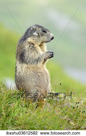 "Alpine Marmot (Marmota marmota), Grossglockner, Hohe Tauern National Park, Tyrol, Austria, Europe" View Large Photo Image Stock Image - "Alpine Marmot (Marmota marmota), Grossglockner, Hohe Tauern National Park, Tyrol, Austria, Europe". Fotosearch