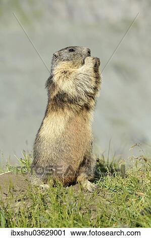 Stock Image - "Alpine Marmot (Marmota marmota), standing on its hind legs, Grossglockner, Hohe Tauern National Park, Tyrol, Austria, Europe". Fotosearch