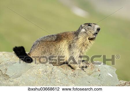 "Alpine Marmot (Marmota marmota) sitting on rocks, Grossglockner, Hohe Tauern National Park, Tyrol, Austria, Europe" View Large Photo Image Stock Image - "Alpine Marmot (Marmota marmota) sitting on rocks, Grossglockner, Hohe Tauern National Park, Tyrol, Austria, Europe". Fotosearch