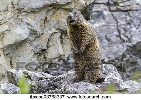"Alpine Marmot (Marmota marmota), Sandesbachtal, Tyrol, Austria, Europe" View Large Photo Image Stock Photo - "Alpine Marmot (Marmota marmota), Sandesbachtal, Tyrol, Austria, Europe". Fotosearch