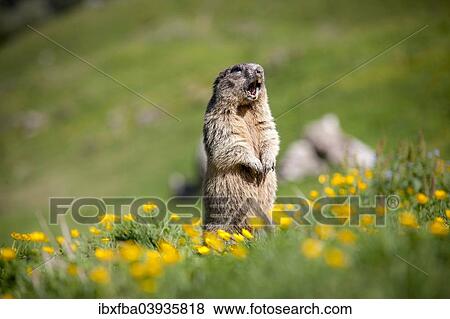 "Alpine Marmot (Marmota marmota), Rotwand area, Kleintiefental Valley, Schliersee, Upper Bavaria, Bavaria, Germany, Europe" View Large Photo Image Stock Photo - "Alpine Marmot (Marmota marmota), Rotwand area, Kleintiefental Valley, Schliersee, Upper Bavaria, Bavaria, Germany, Europe". Fotosearch