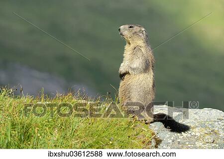 Stock Photo - "Alpine Marmot (Marmota marmota) standing on its hind legs, overlooking its surroundings, Grossglockner, Hohe Tauern National Park, Tyrol, Austria, Europe". Fotosearch