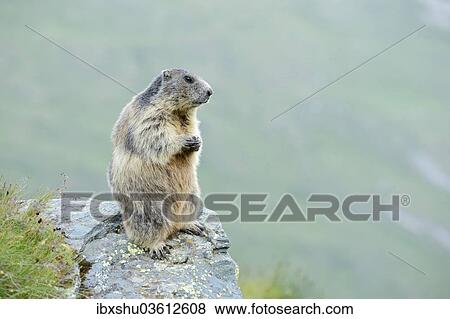 "Alpine Marmot (Marmota marmota), Grossglockner, Hohe Tauern National Park, Tyrol, Austria, Europe" View Large Photo Image Stock Photo - "Alpine Marmot (Marmota marmota), Grossglockner, Hohe Tauern National Park, Tyrol, Austria, Europe". Fotosearch