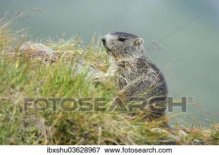 Stock Photo - "Alpine Marmot (Marmota marmota), feeding, Grossglockner, Hohe Tauern National Park, Tyrol, Austria, Europe". Fotosearch