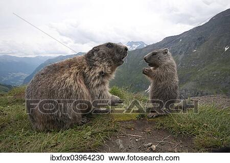 "Alpine marmot (Marmota marmota) with young, High Tauern National Park, Carinthia, Austria, Europe" View Large Photo Image Stock Image - "Alpine marmot (Marmota marmota) with young, High Tauern National Park, Carinthia, Austria, Europe". Fotosearch