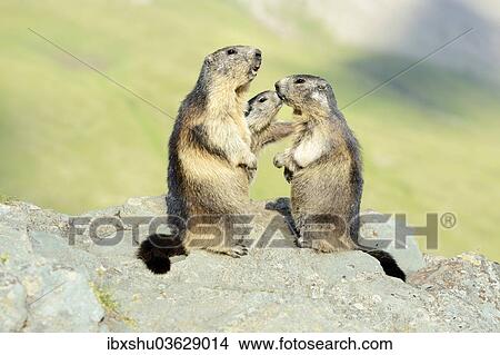"Alpine Marmots (Marmota marmota), cub sniffing parents, Grossglockner, Hohe Tauern National Park, Tyrol, Austria, Europe" View Large Photo Image Picture - "Alpine Marmots (Marmota marmota), cub sniffing parents, Grossglockner, Hohe Tauern National Park, Tyrol, Austria, Europe". Fotosearch