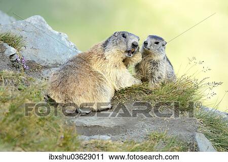 "Alpine Marmots (Marmota marmota), cub sniffing mother, Grossglockner, Hohe Tauern National Park, Tyrol, Austria, Europe" View Large Photo Image Stock Image - "Alpine Marmots (Marmota marmota), cub sniffing mother, Grossglockner, Hohe Tauern National Park, Tyrol, Austria, Europe". Fotosearch