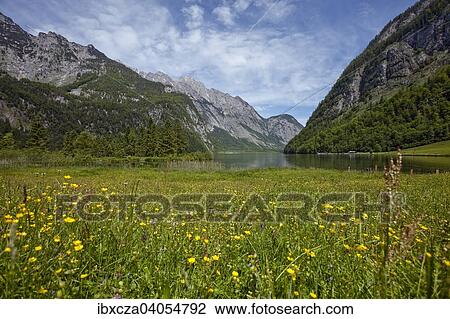 "Alpine meadow with view of Lake Konigssee, at Salet, Berchtesgaden, Bavaria, Germany, Europe" View Large Photo Image Stock Image - "Alpine meadow with view of Lake Konigssee, at Salet, Berchtesgaden, Bavaria, Germany, Europe". Fotosearch