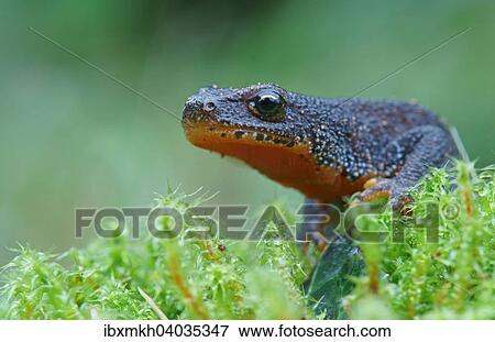 "Alpine Newt (Triturus alpestris), male, Hesse, Germany, Europe" View Large Photo Image Stock Photo - "Alpine Newt (Triturus alpestris), male, Hesse, Germany, Europe". Fotosearch