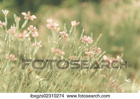 "Alpine Pink """"Rubin"""" (Dianthus alpinus), flower meadow, distorted, Lans, Tyrol, Austria, Europe" View Large Photo Image Picture - "Alpine Pink """"Rubin"""" (Dianthus alpinus), flower meadow, distorted, Lans, Tyrol, Austria, Europe". Fotosearch