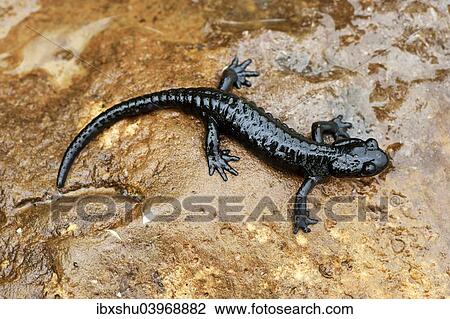 Stock Image - "Alpine Salamander (Salamandra atra), Bernese Oberland, Switzerland, Europe". Fotosearch